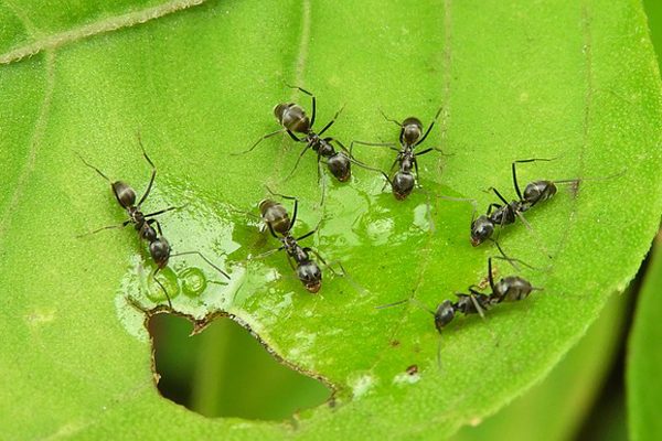 invasion-fourmis-jardin